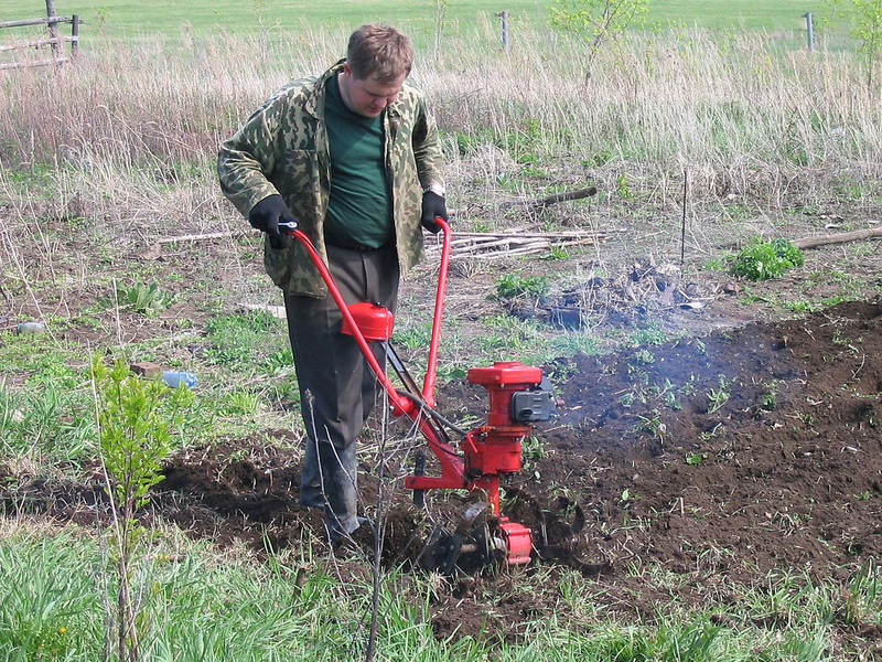 Как подготовить почву для посадки черники
